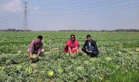 আমতলীতে তরমুজ নিয়ে বিপাকে চাষিরা, লোকসানের শঙ্গা