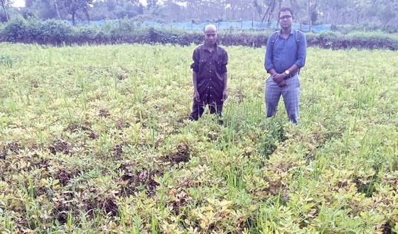 শ্রীমঙ্গলে বাড়ছে চীনা বাদামের আবাদ